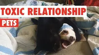 Toxic Relationship Pets Video Compilation 2016