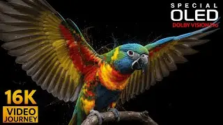 Next-Level Beautiful 4K Videos Dolby Vision 16K HDR