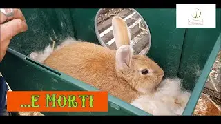 La Vita e la Morte in Fattoria-seconda parte