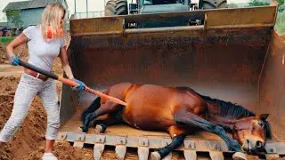 SHE COULDN'T EVEN STAND... MIRACLE HOOF RESCUE &ndash; YOU WON'T BELIEVE THE TRANSFORMATION!