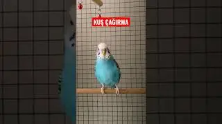MUHABBET KUŞU &Ccedil;AĞIRMA SESİ #muhabbetkuşu #parrot #budgie #bird #love