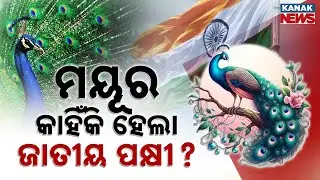 Special Report: Why India Chose Peacock As The National Bird? History, Culture & Facts Explained
