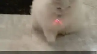 Cat laser collar toy
