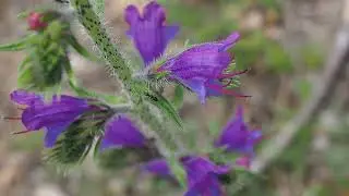 La Vipérine commune (Echium vulgare)
