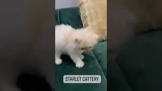 #persiancat #persian #peke #piki #peki  #cfa #cfacats