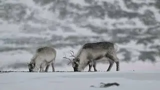 Ours, baleines, caribous&hellip; ce qu&rsquo;ils ont capt&eacute; est incroyable !