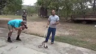 Snouted Cobra HD