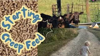 Starting creep feed!