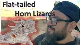 Flat-tailed Horn Lizards, Sidewinders, and Weird Poop!