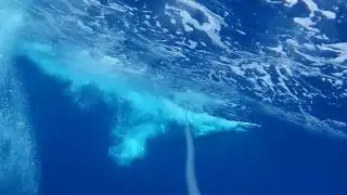 Blue Marlin with Hook-Eye Sportfishing Action Cam - Clip 11
