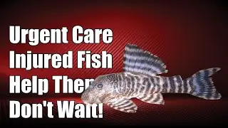 Urgent Care for Injured Plecostomus: Don't Let Your Fish Suffer!