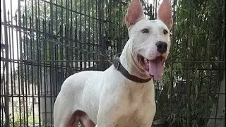 SPEAK. Ep52: The Gull Terr #doglovers #pakistan #india #guarddog #bullterrier