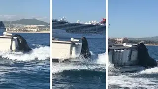 Cheeky Seal Hitches Ride On Boat