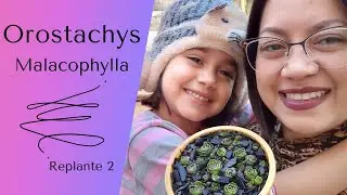 SUCULENTAS ! Orostachys malacophylla!!! Replante 2 / Substrato/ explica&ccedil;&otilde;es/