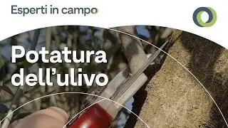 La potatura dell'ulivo in collina
