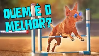 QUEM É O MAIS OBEDIENTE, INTELIGENTE, ÁGIL E ESPERTO?