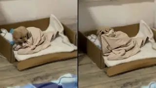 Спящие щенки &mdash; самые милые существа на свете.