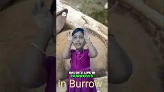 Rabbits Live in Burrow #learnenglish #animalhome #burrows #rabbit
