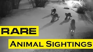 Rare Animal Sightings