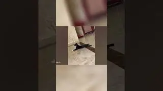 🐱😂 Cat-tastic Comedy: Hilarious Feline Hijinks! #funny #pets #cat #memes#shorts  #animals #cute