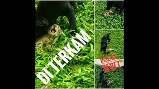 Dog Bite Kitten #kittens #dog #cat