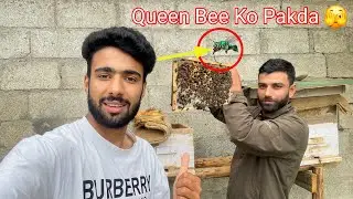 Aj Hamni Queen Bee ko Pakda 🫣 Hamari Ghar Ayi Honey bees 🐝 Mera Dream 🥹🥺 pura