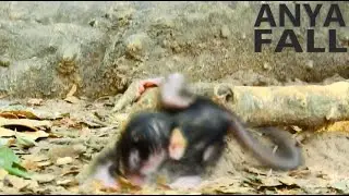 POOR BABY NEWBORN LONELY FALL...PITIFUL BABY MONKEY FALL COS MUM LESS CARE. BABY ANYA FALL TO GROUND
