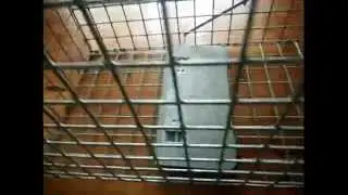 little giant live trap