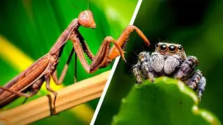 ARANHA SALTADORA GIGANTE + Louva Deus