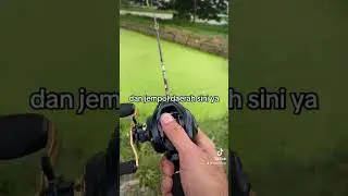 cara pegang baitcasting #joran #baitcasting #bc
