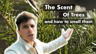 Scent of Trees - How you can smell the forest