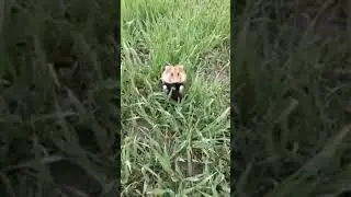 #Shorts Is This Rory From Auto Alex? This Is a Wild Hamster