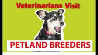 What Do Veterinarians Think of Petland Breeders?