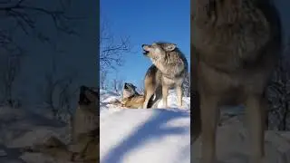 Wolf howling compilation 🐺❤️