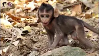 handsome baby action smart baby monkey they play very happy, and baby breast milk he mother