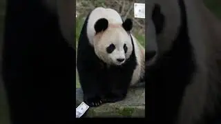 #new #panda #pesa #barish