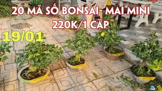 19/01. 20 Mã Số Mai Bình Lợi, Như Ý, Hoa Hồng, Nhị Ngọc Toàn.☎Trang 0359910781