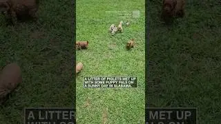 Puppies, piglets enjoy a sunny day outside | #shorts #newvideo #subscribe #animals #pets #dogs