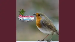 Sweet Canary Serenade: a Melancholic Melody of Feathered Beauty