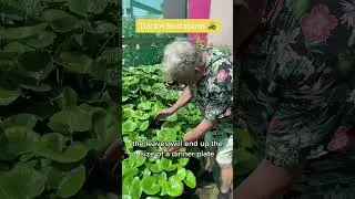 Check out the Tractor Seat plants 🚜 amazing 🤩