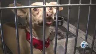 Local shelter overflowing with homeless animals