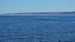 orcas