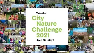 City Nature Challenge 2021