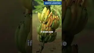 Why Shipping Bananas Is a Race Against Time ⏱️  #logistics #facts #shipping #didyouknow #viralshort