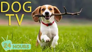 DOG TV for Dogs to Watch: Best Video Entertain to Prevent Anxiety & Boredom for Dogs - Music for Dog