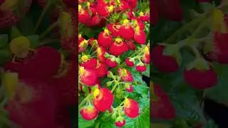 Pocketbook Plant (New)