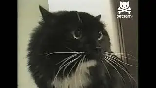 Oh Long Johnson Autotune Cat