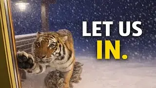 An Injured Tiger Brought Her Cubs to My Door in a Snowstorm