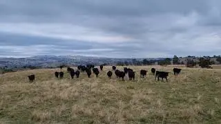 Alloura R Heifers - April 2022
