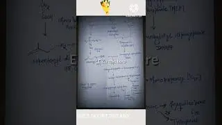 Terpene Biosynthesis | Mevalonic Acid Pathway | MEP Pathway